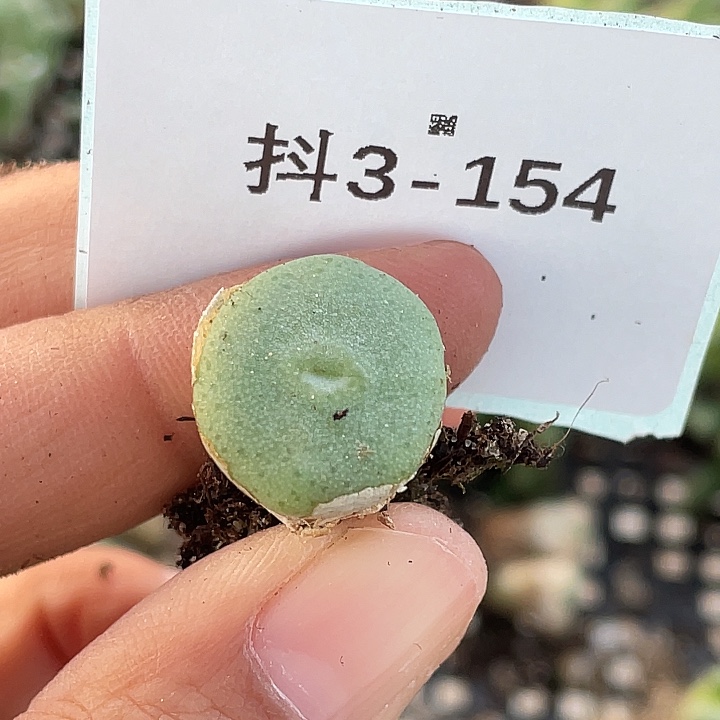 3-154毛钮扣多肉植物