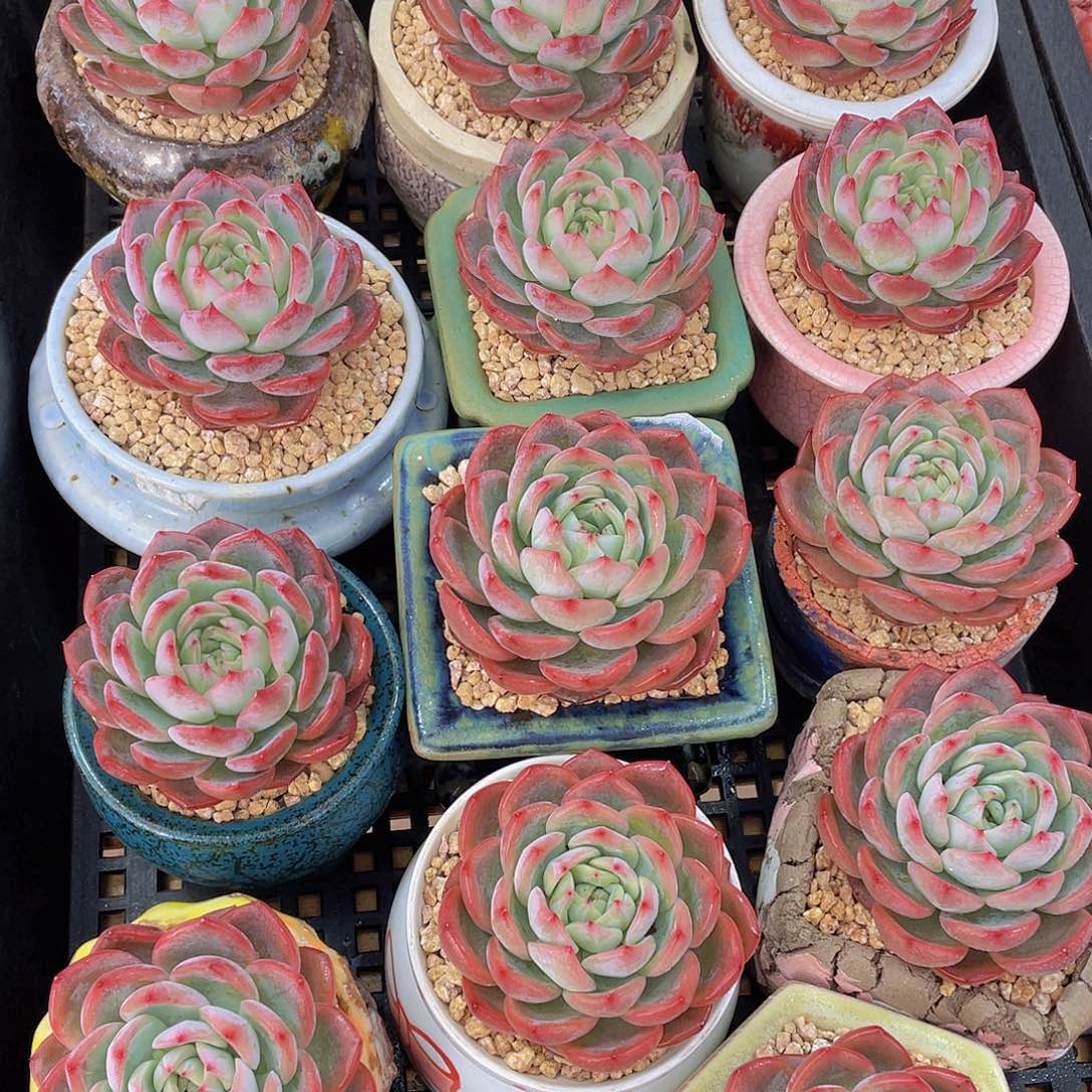 量拍60号 红鸾单头一个