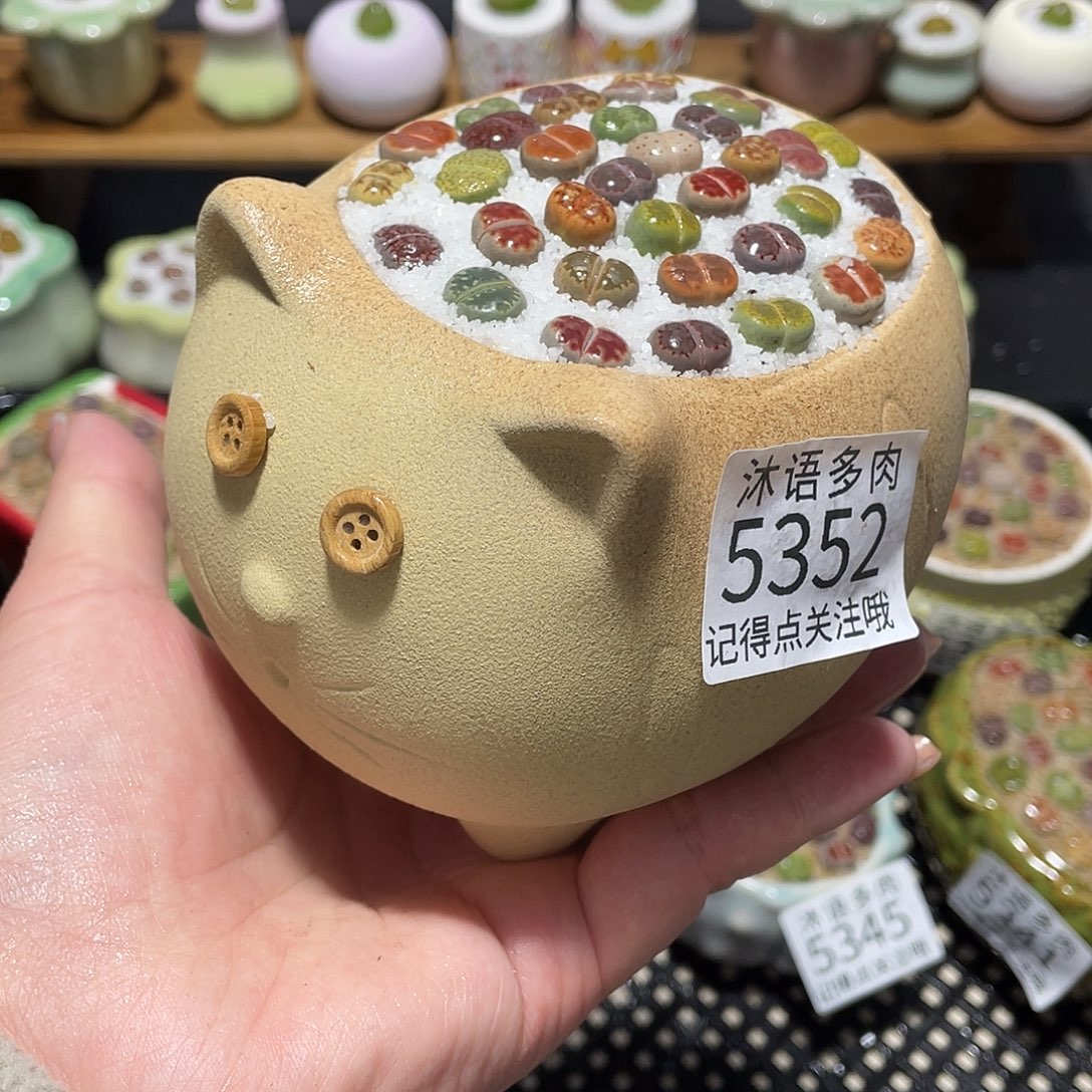 带盆土植物 一物一拍5352