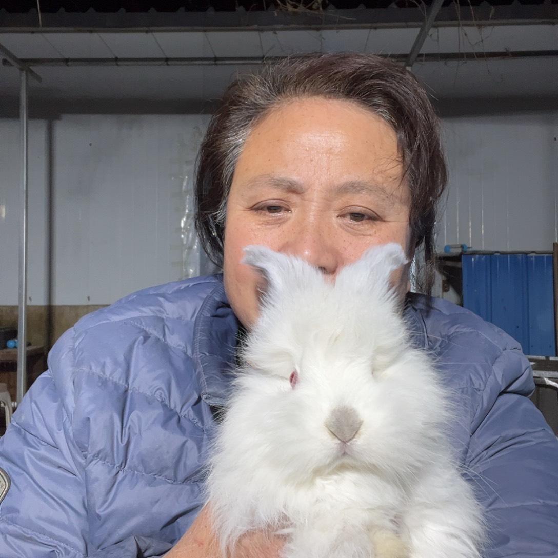 宠物兔英系安哥拉兔