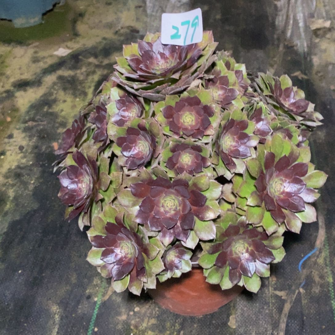 红**你279号桃花石法师多肉