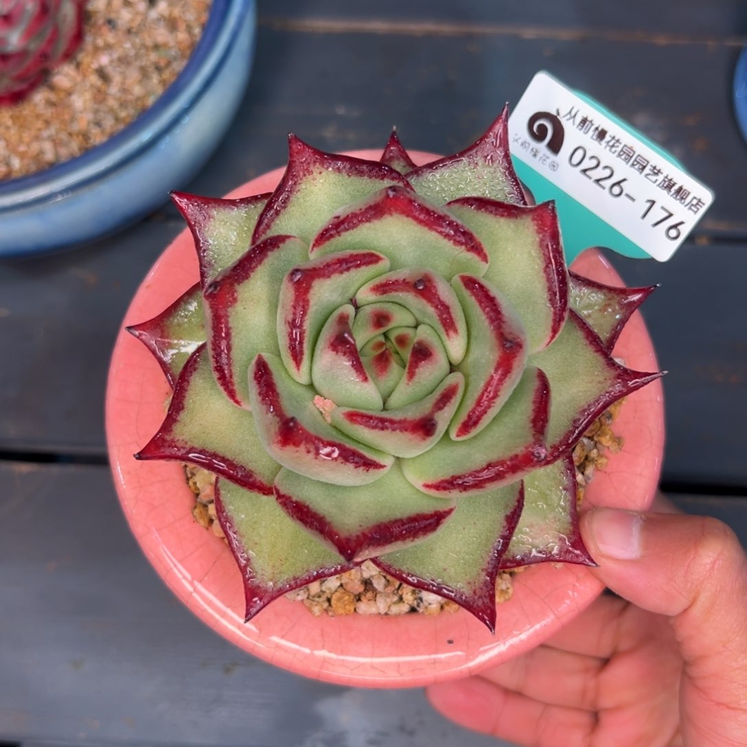 多肉一物一拍0226-176