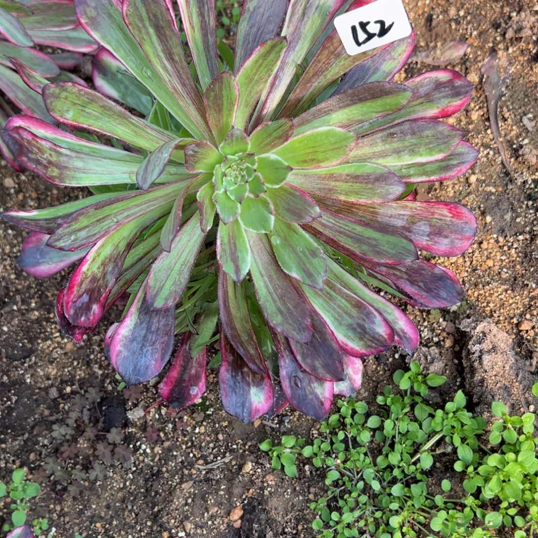 152同花顺多肉多肉植物山东