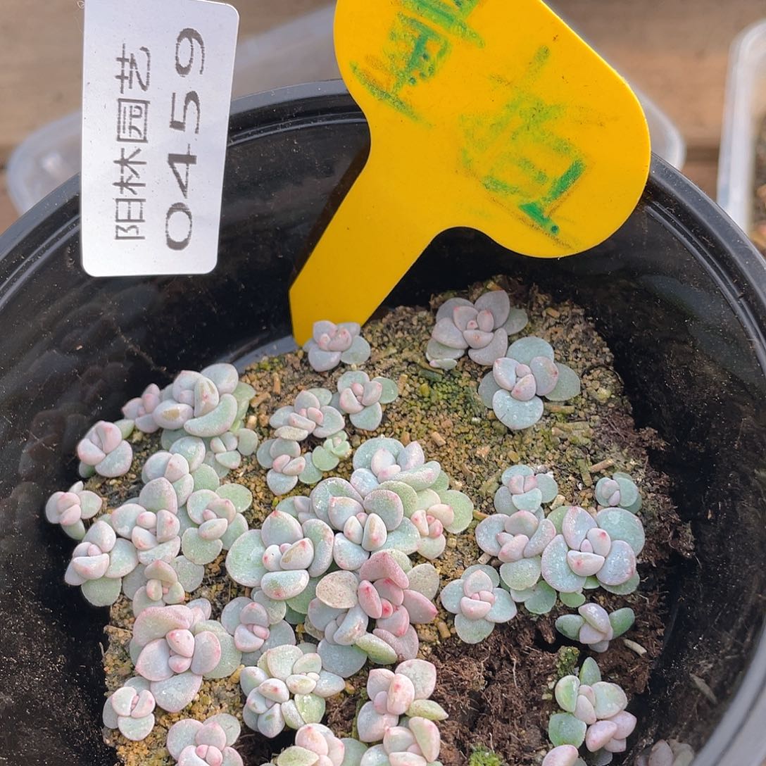 量拍多肉植物多肉植物459