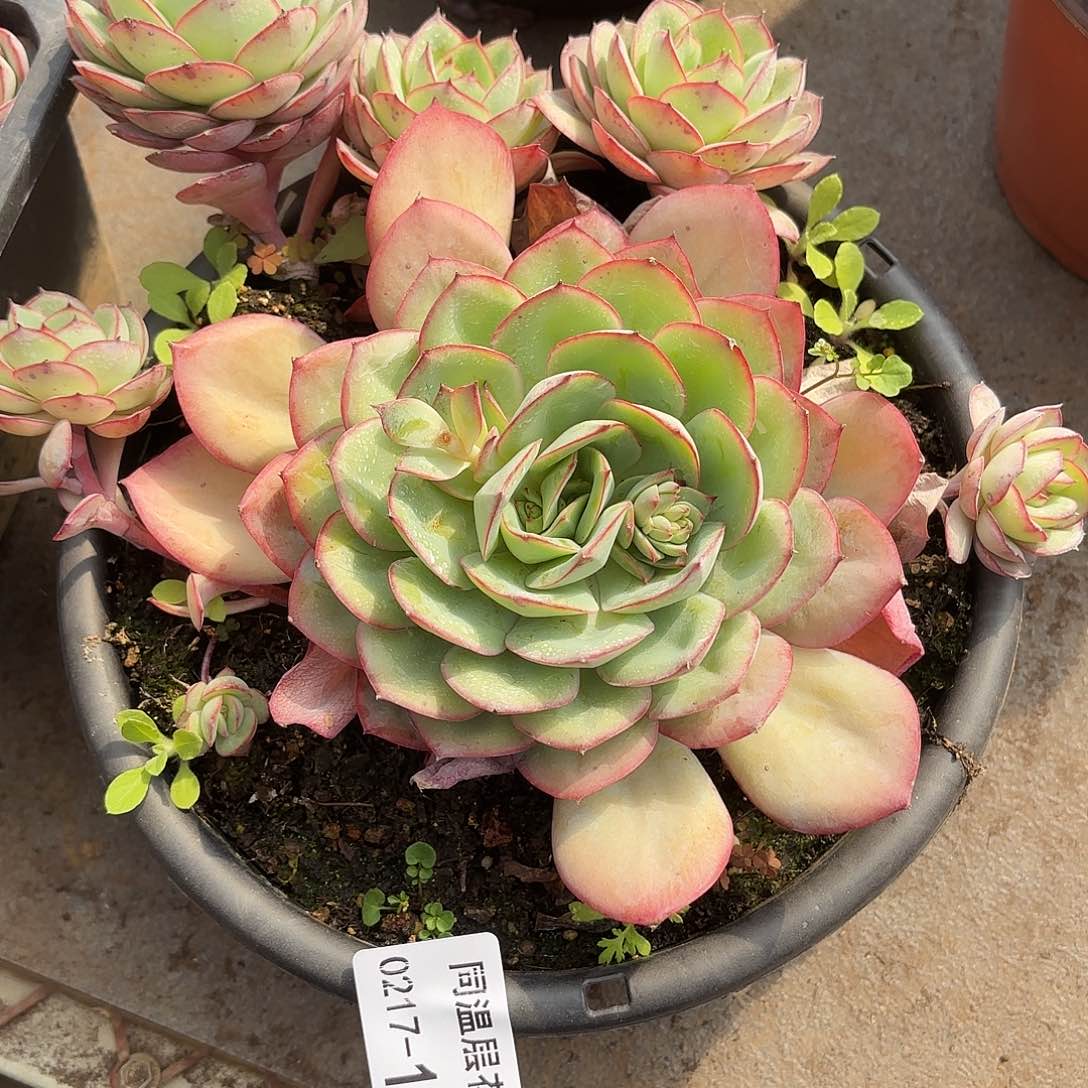 同温层多肉115牡丹亭