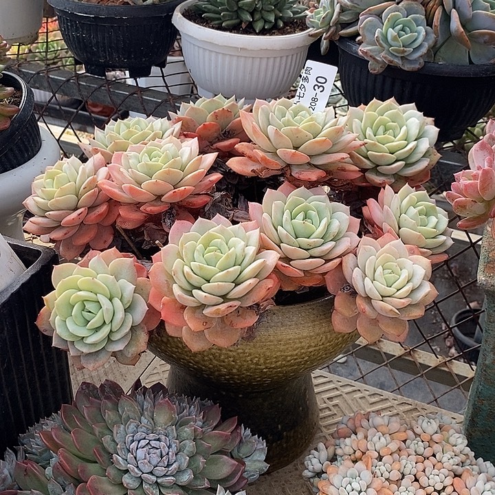 小七夕多肉恋曲30