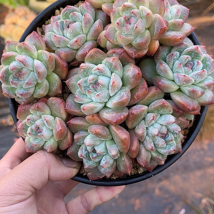 多肉植物一物一拍