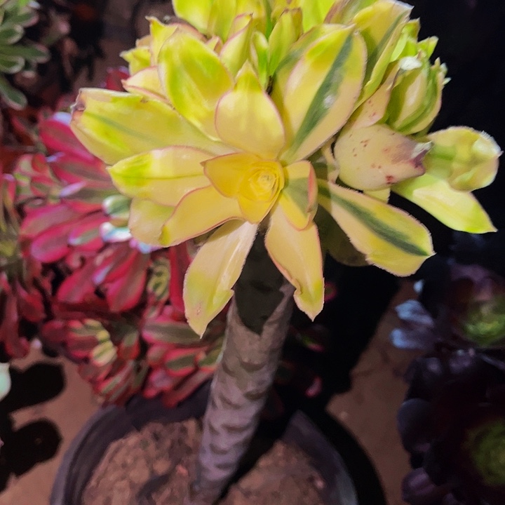 大长腿多肉植物不售后