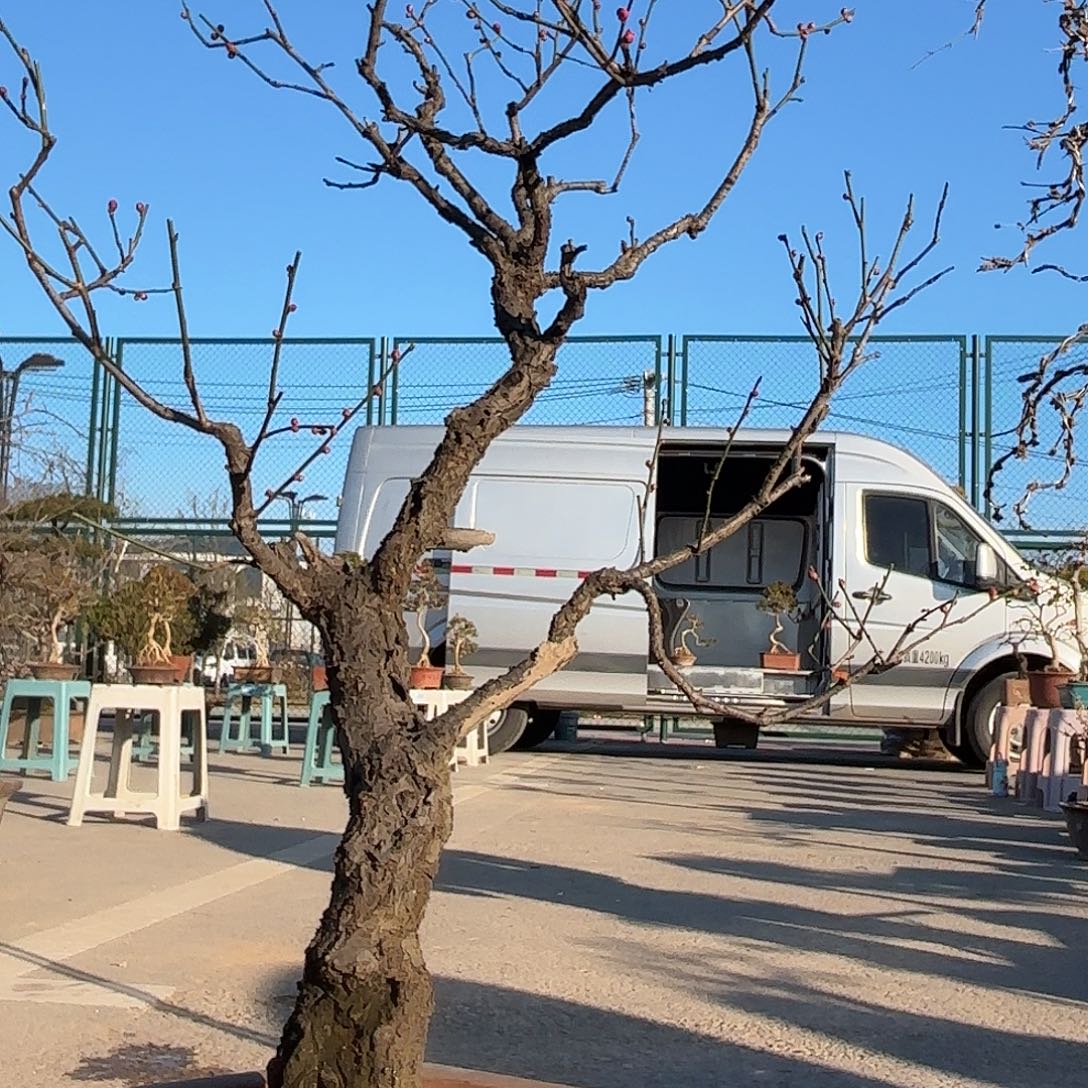 无花朵红梅盆景造型盆栽花卉