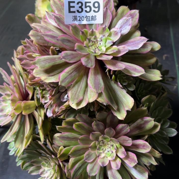 瑞妈一物一拍359