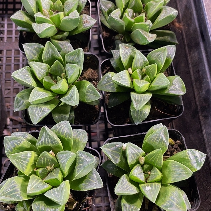 姬寿2.8带盆土发货