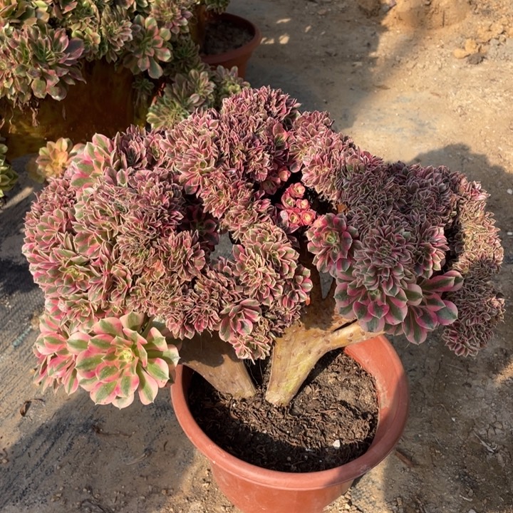 *****法师老桩缀化粉女巫