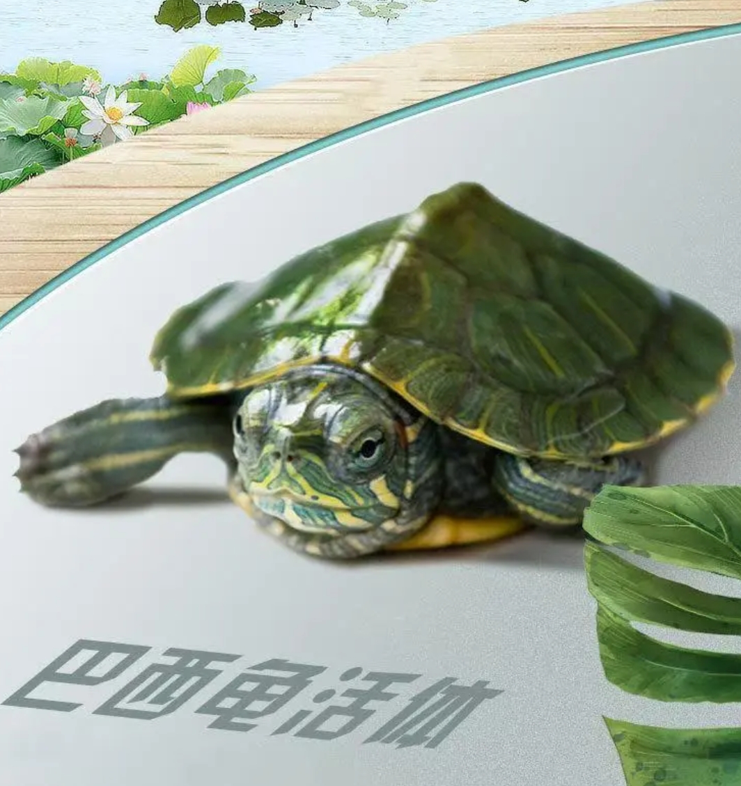 小蓝哥寻土猎宠物活体链接