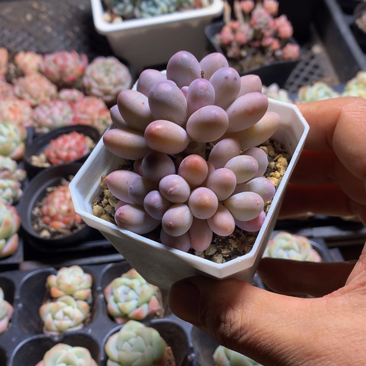 精控汤圆多肉一物一拍