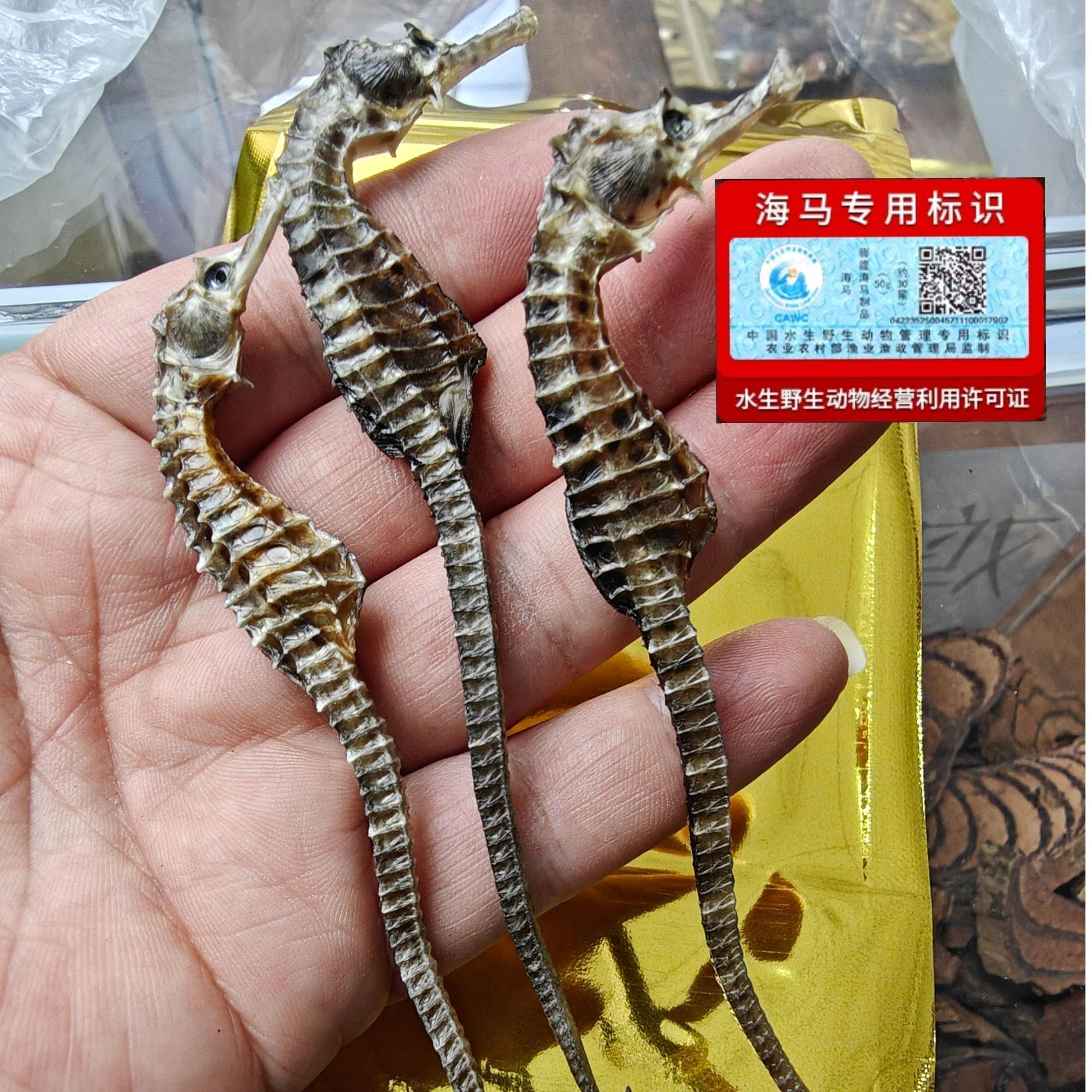 海马  干海马 泡酒用（1只）