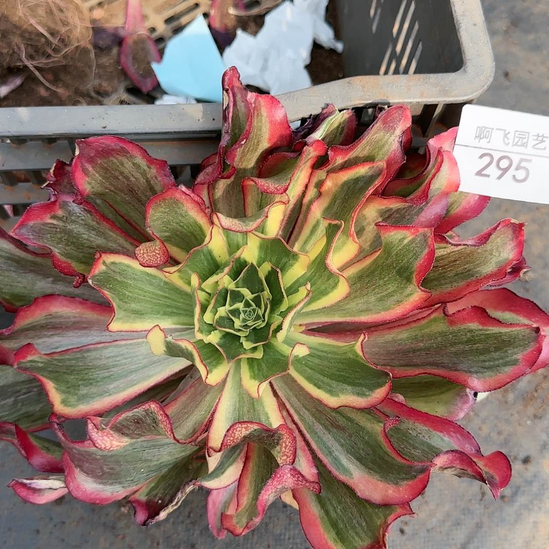 ?****?295多肉  魅影捧花