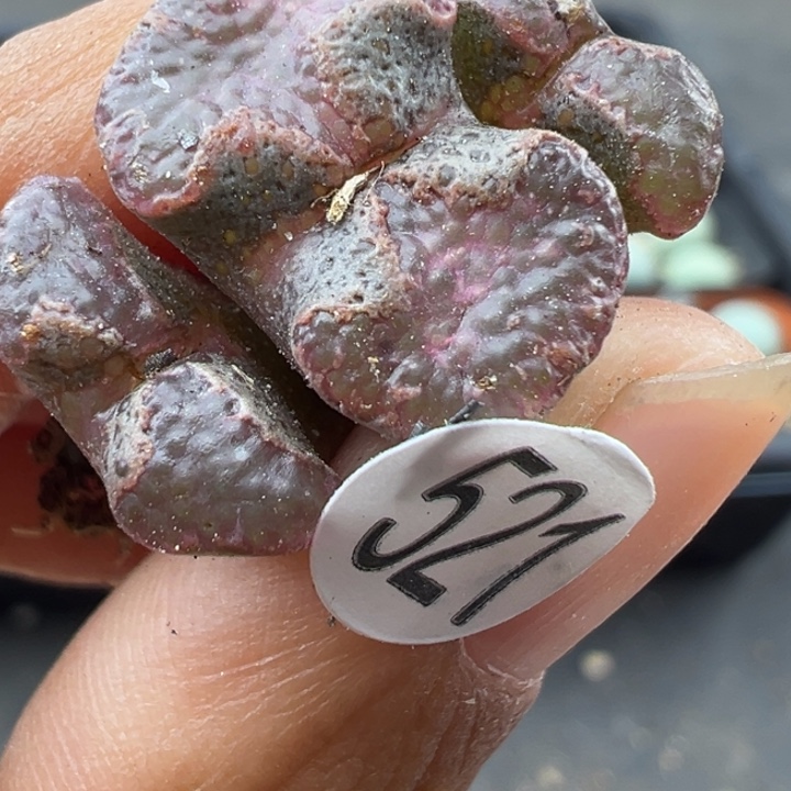 521号双11福利不代表平时出货价