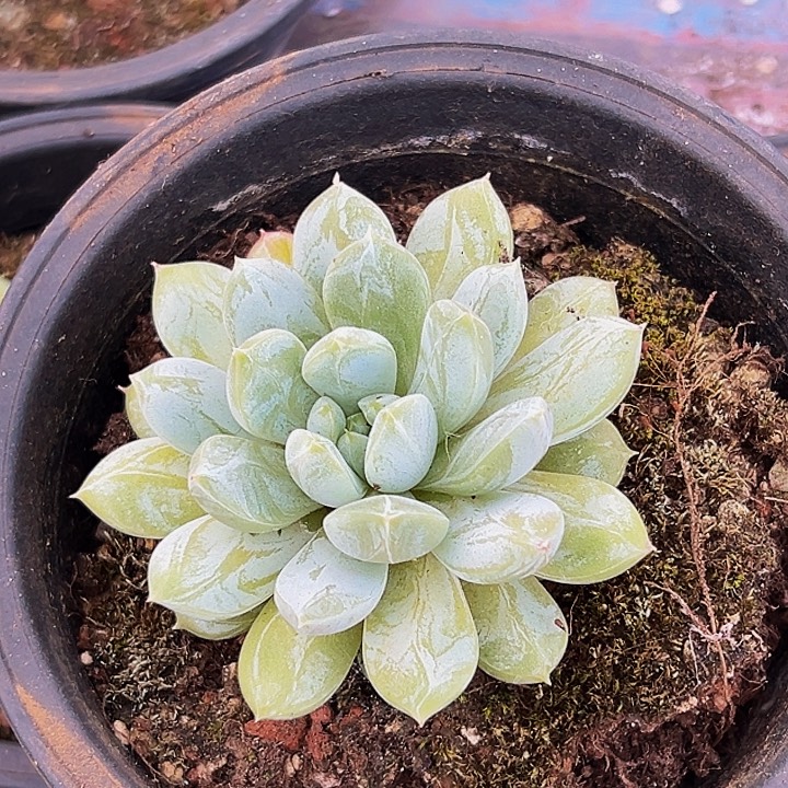 1颗美人系列多肉植物