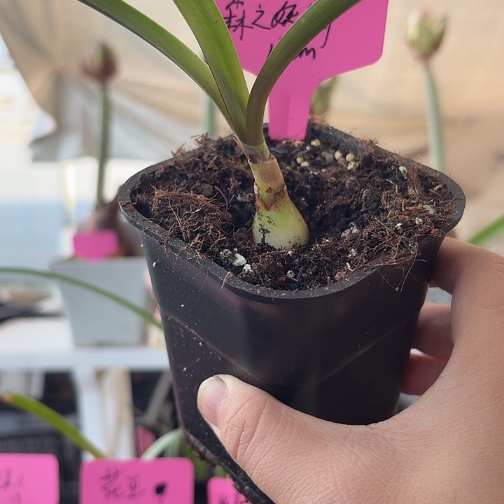 无花朵森之妖精直径1.7