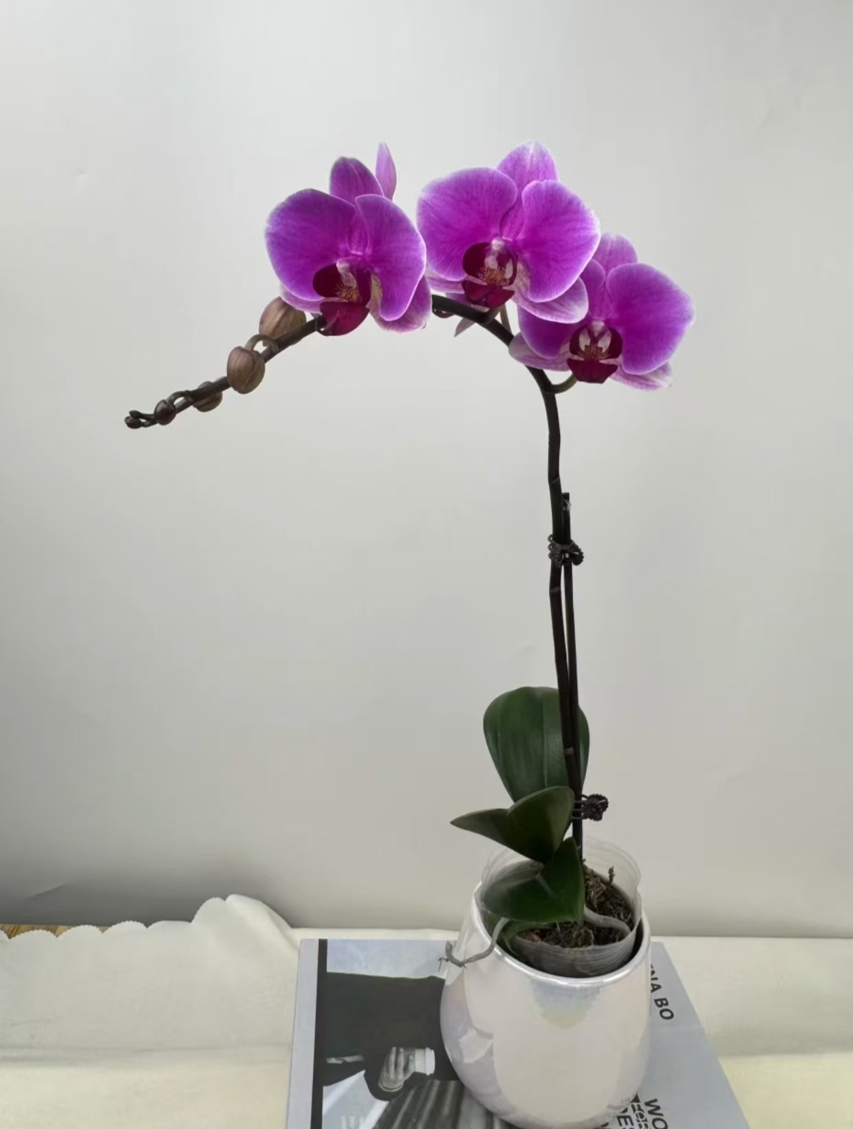 蝴蝶兰【红唇美人】鲜花盆栽室内观赏花花佛山基地直发好养易活