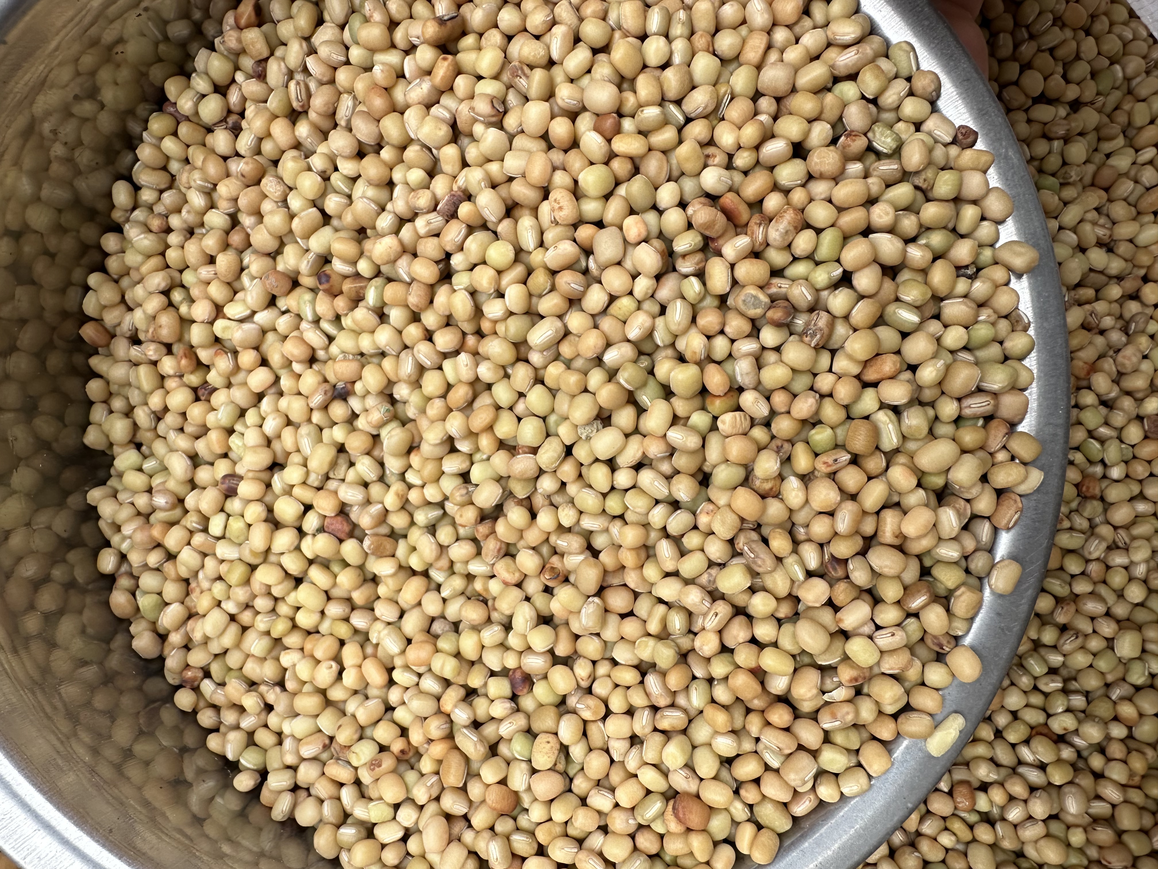 贵州高山老品种米豆