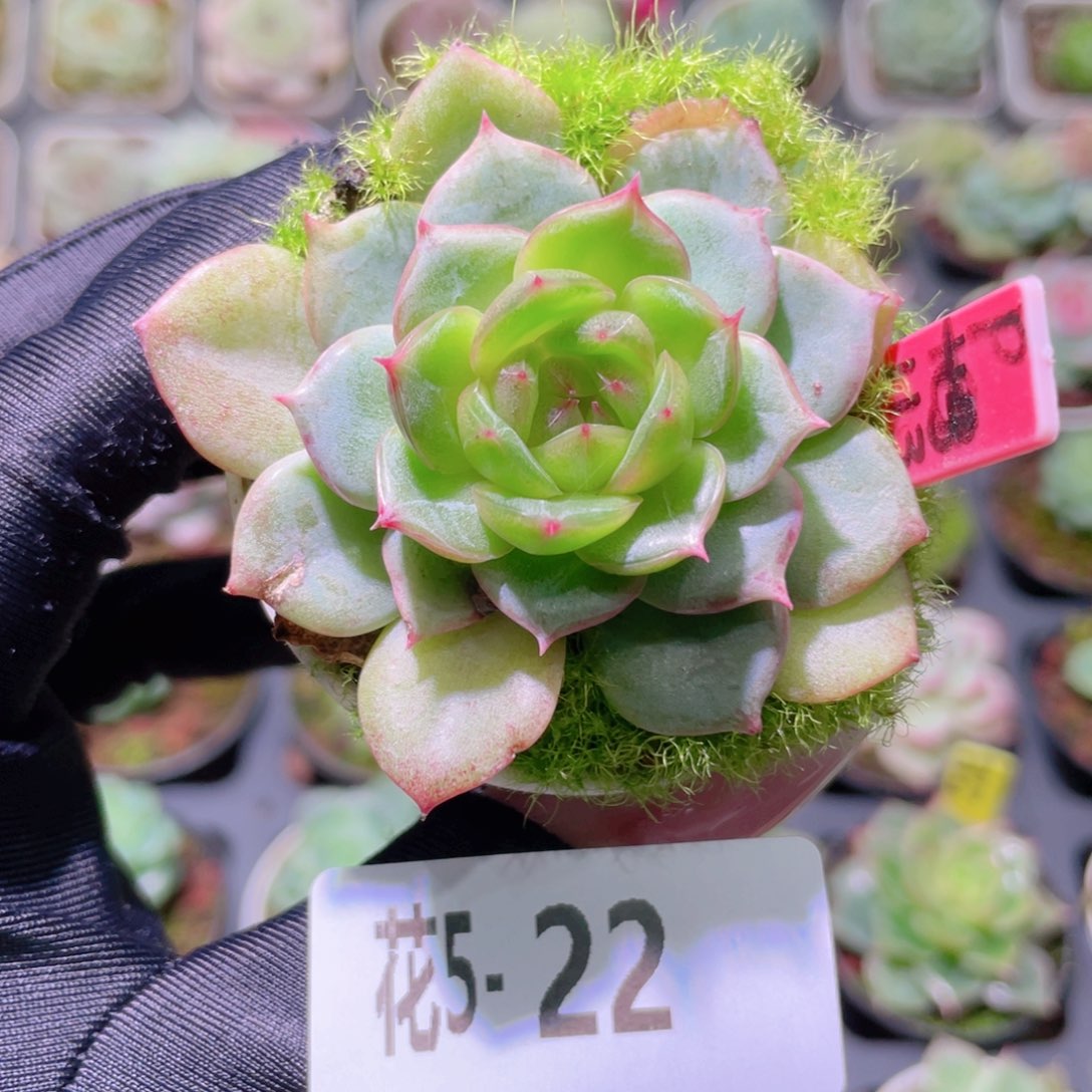 花利美5-22新品单头