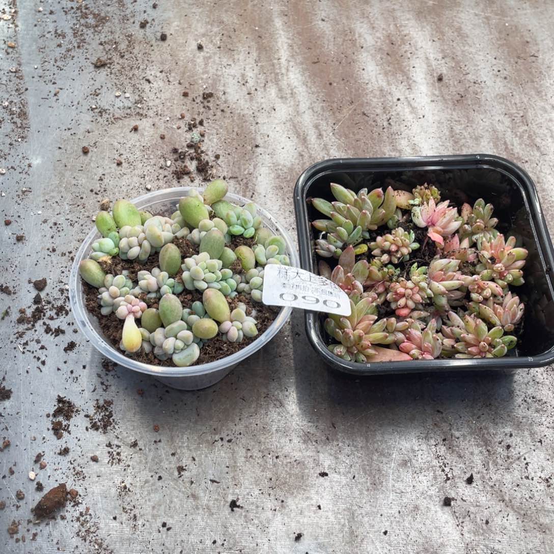 香****糕大上多肉植物090