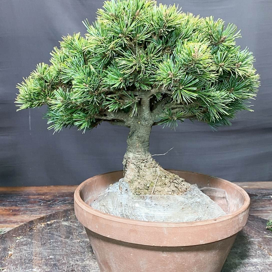 【闪购商品】无花朵