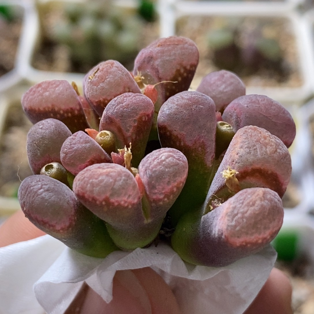 好看好看好看群生风铃