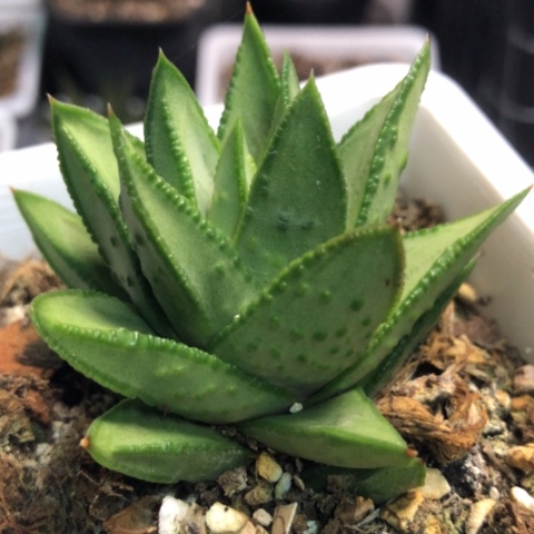 白肌赤耳带盆发货哈哈哈