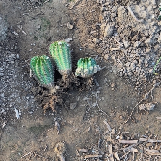仙人球多肉植物三颗不同品种