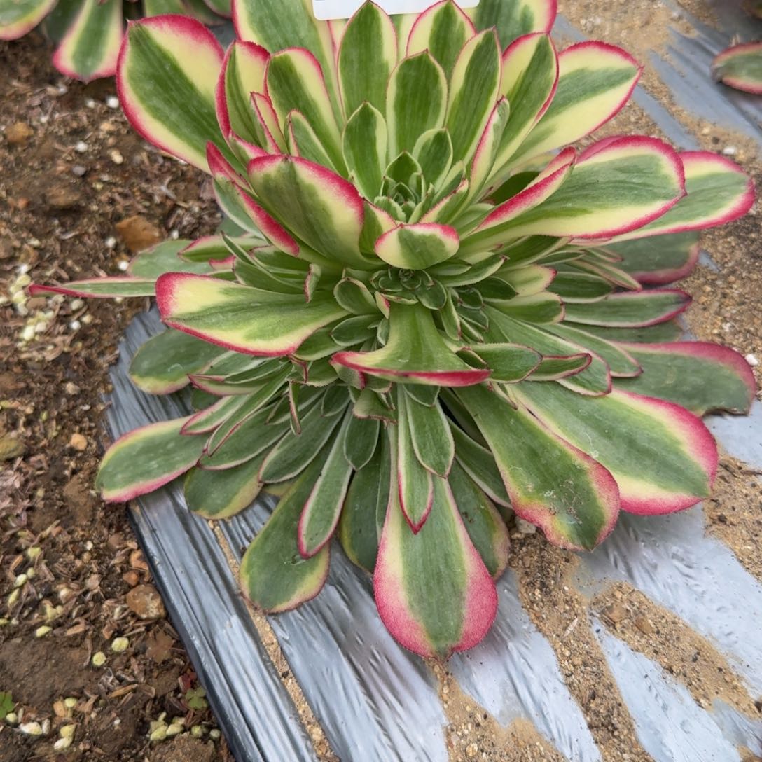 134瑶光。多肉植物
