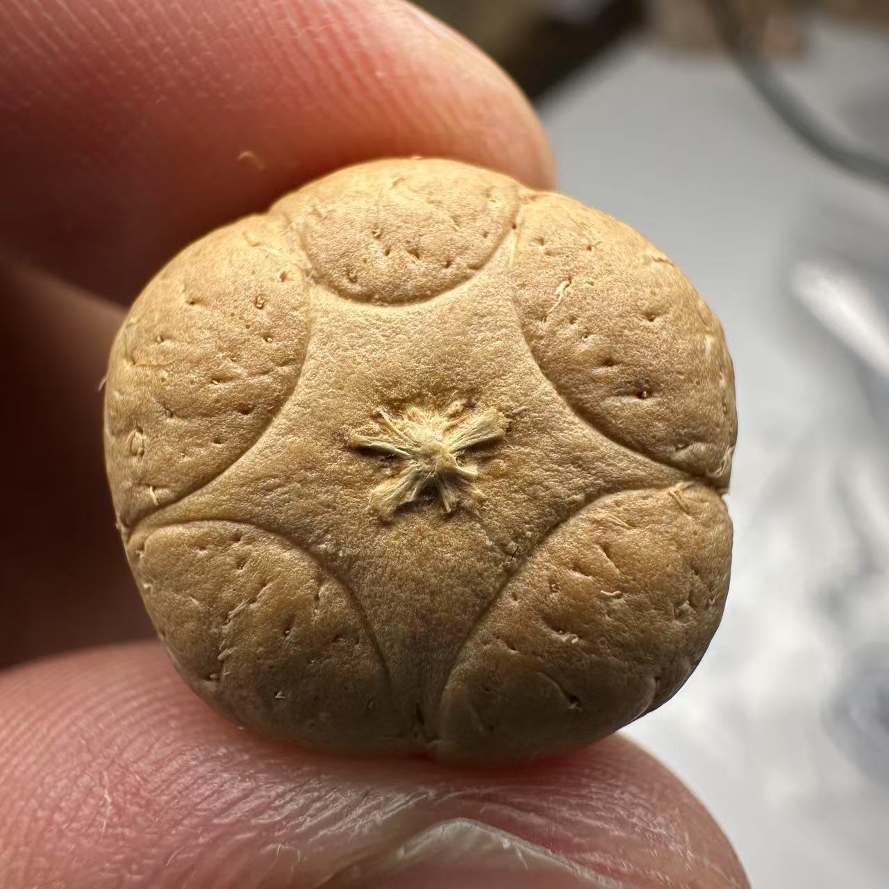 尼泊尔五星菩提，尺寸18，sss系列，货号102