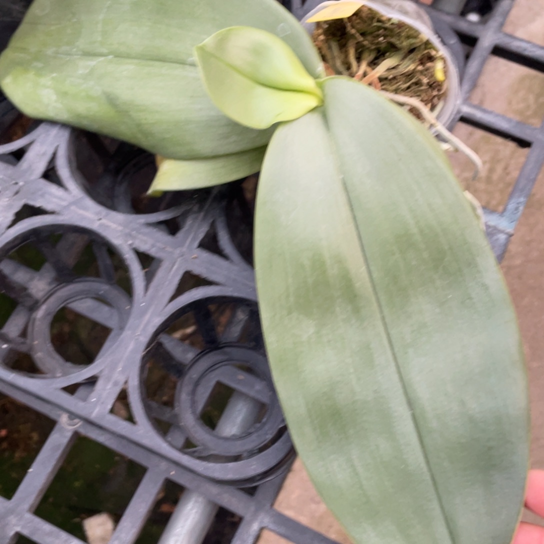 当前无花栽培后可以开花【铁甲专拍】红象寄养