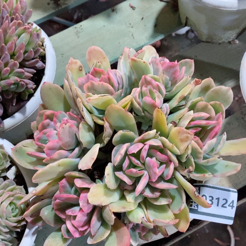 【闪购商品】绮罗锦03124