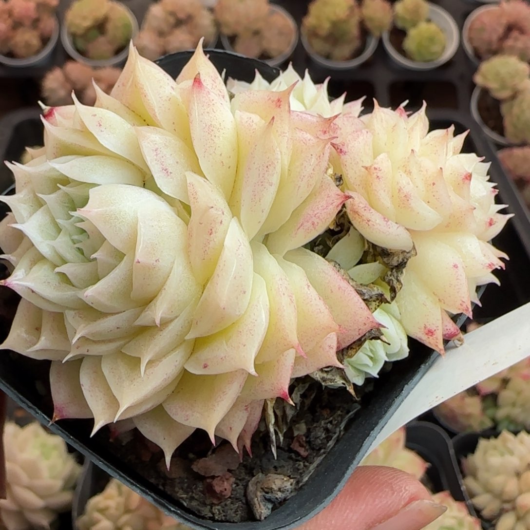 花语逸镜0311-25散