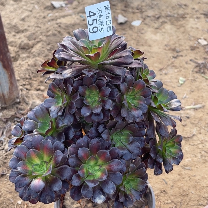 459花纳妖桩2法师