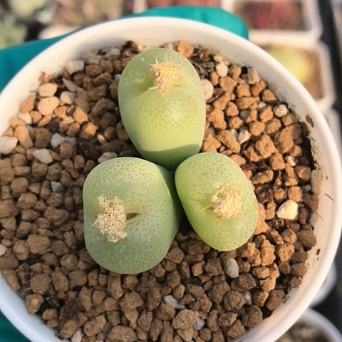 多肉肉锥 3头翠光