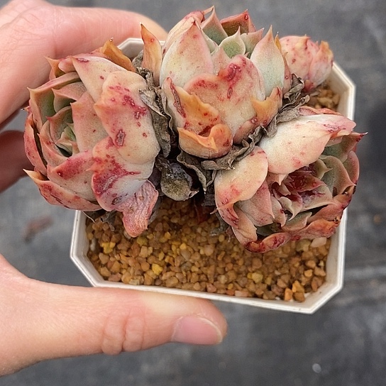 l**a278多肉植物老桩