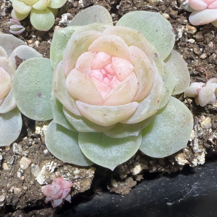 48号王者系列一颗