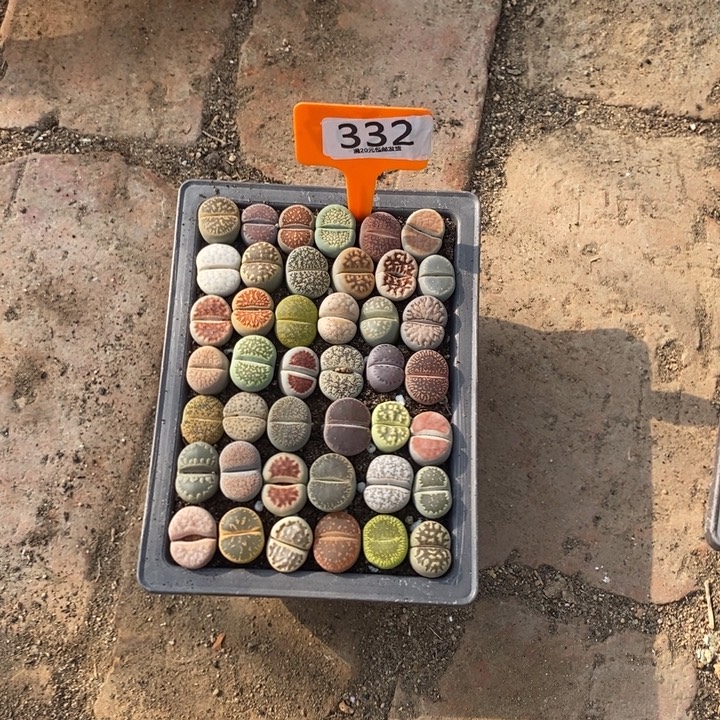 ꧁***꧂生石花等植物的生长332