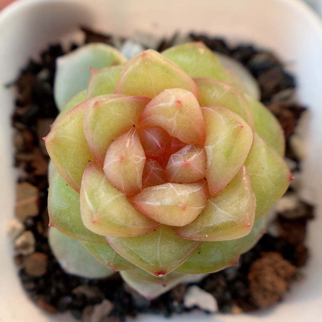 一物一拍精品多肉。糖心19