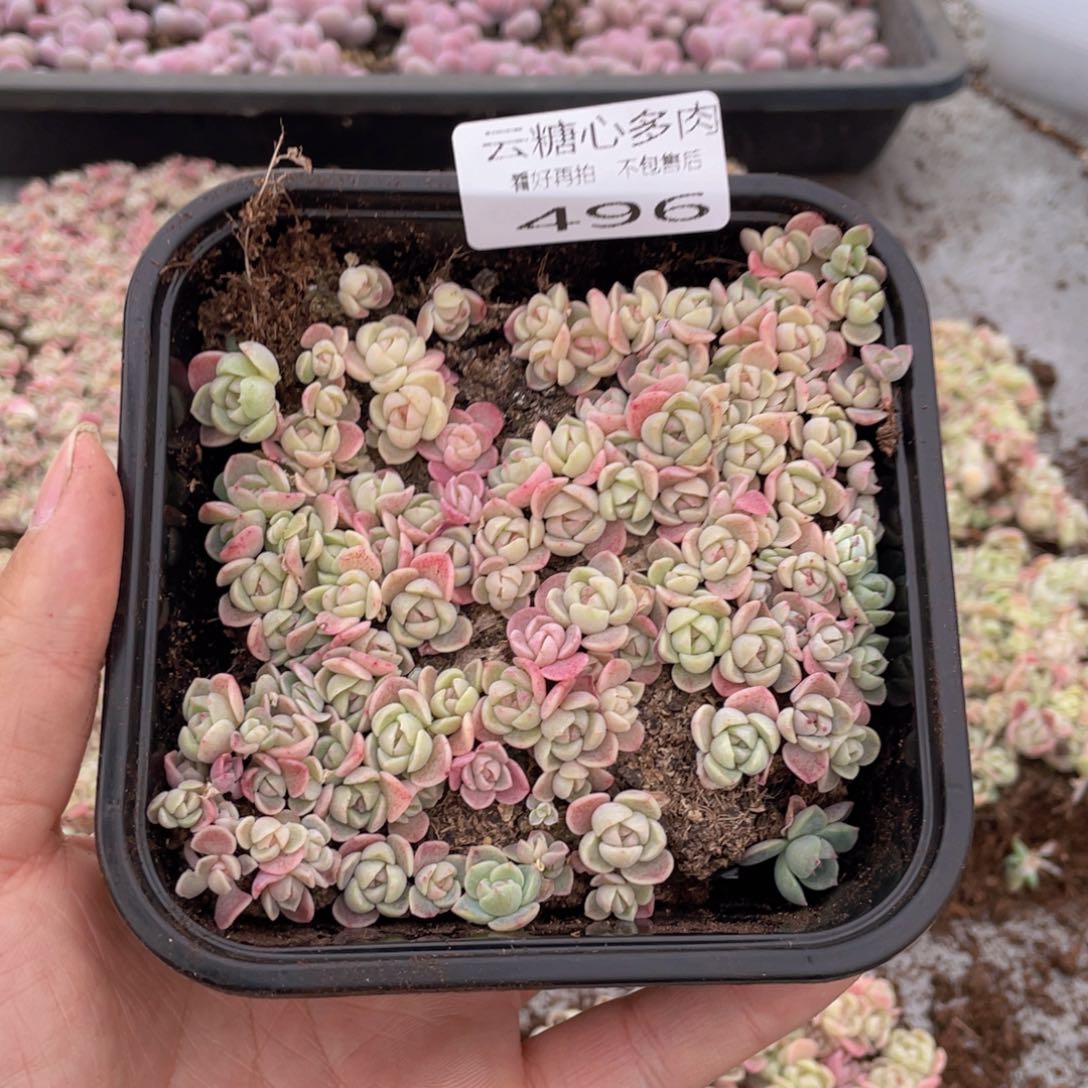 云糖心多肉植物496