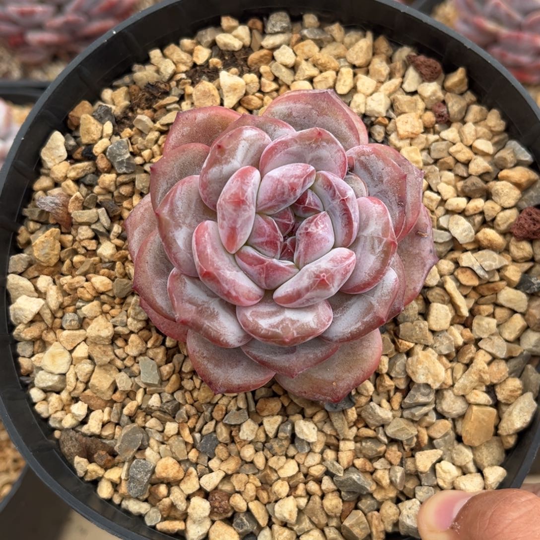 单头（38包邮）哈哈哈哈哈