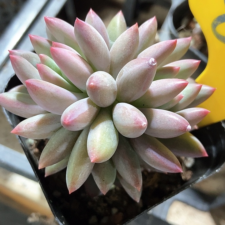 多肉植物虞美人870