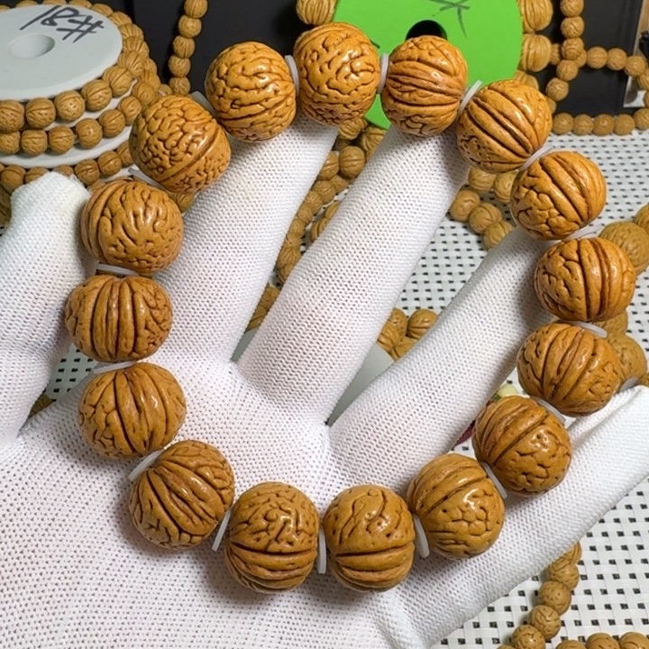 1号20尺寸金鱼肚全品