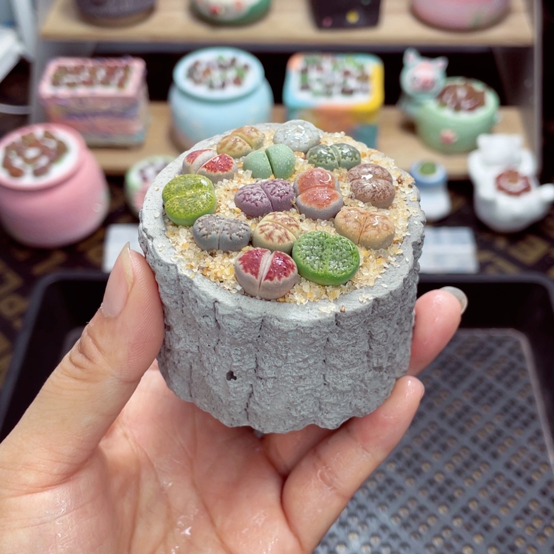 w9695 开播福利 带盆土发货一物一拍