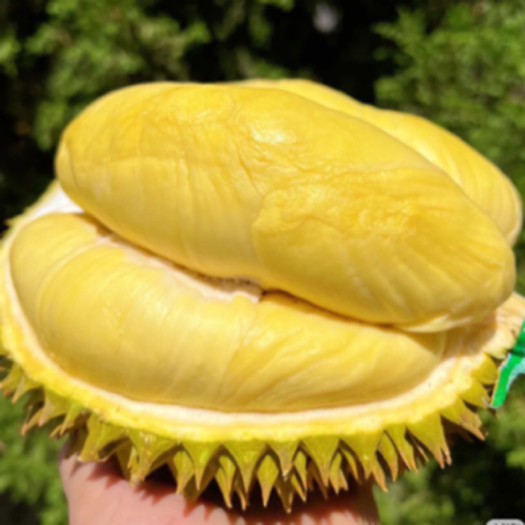 【安吉同城】新鲜榴莲树熟金枕19.9一斤，核小整果链接干尧泰国