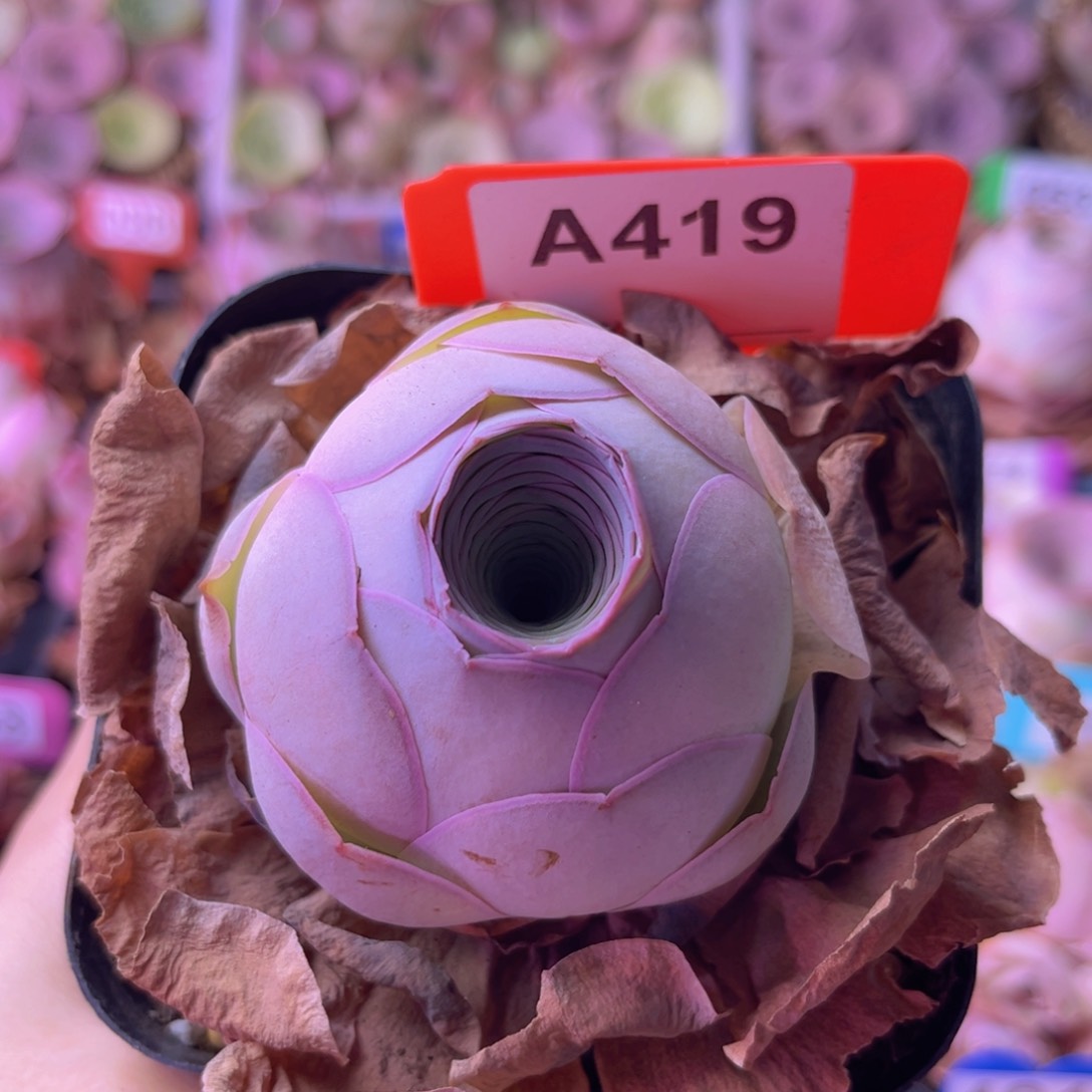 盛夏玫瑰一物一拍A419