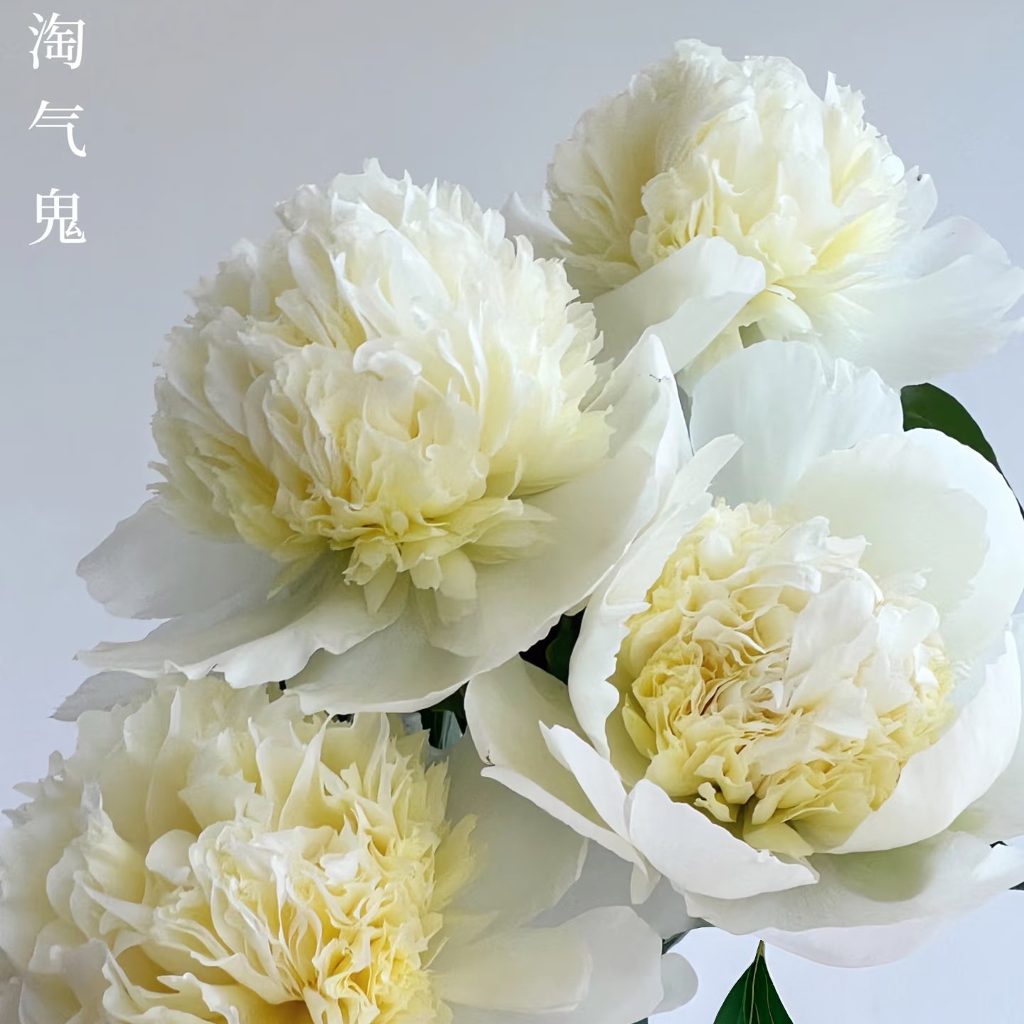【淘气鬼】精品进口品种重瓣芍药